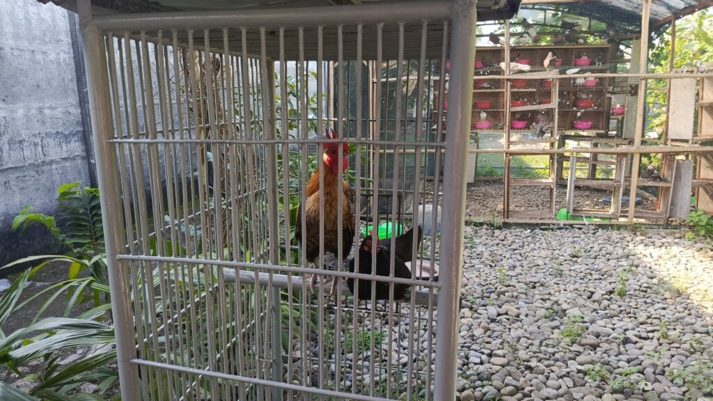 whatsapp image 2025 07 10 at 17.10.49