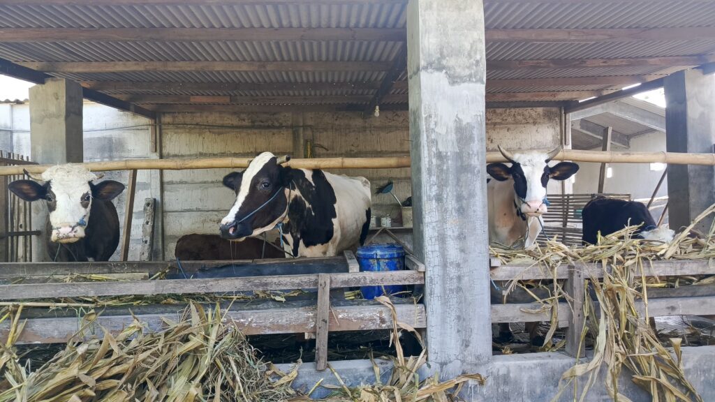 whatsapp image 2025 07 14 at 14.46.07